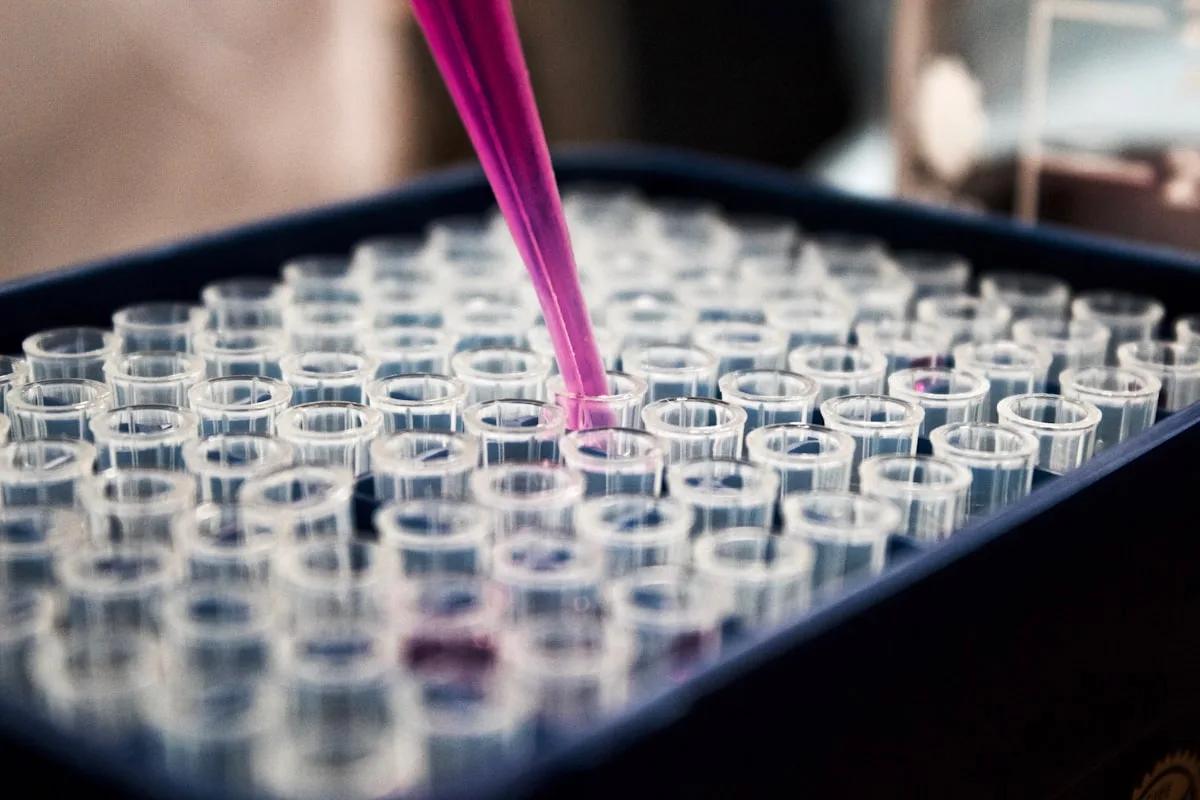 Division cellulaire méiose étapes chromosomes