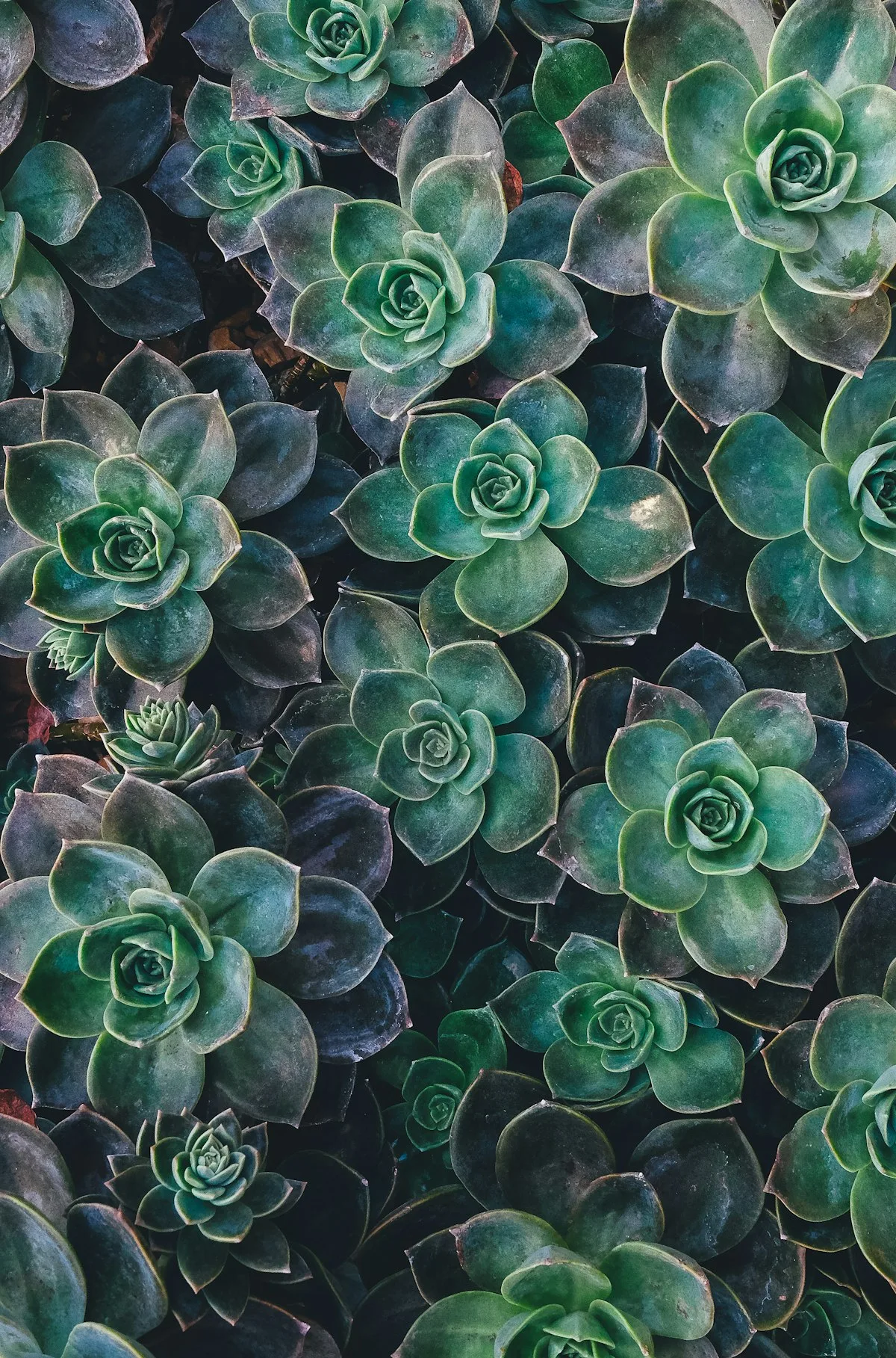 Feuille verte photosynthèse lumière chlorophylle